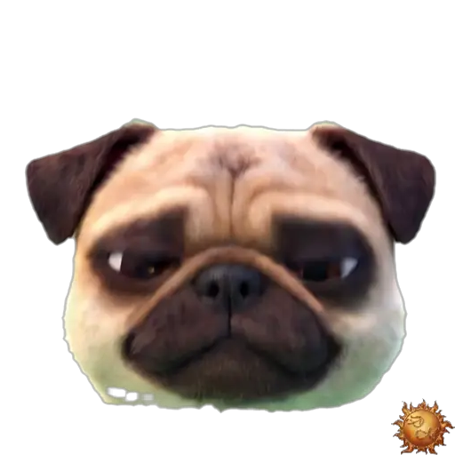 Sticker animado Pug sorprendido para WhatsApp Sticker animado Pug sorprendido para WhatsApp - sorprendido, reacción, expresión